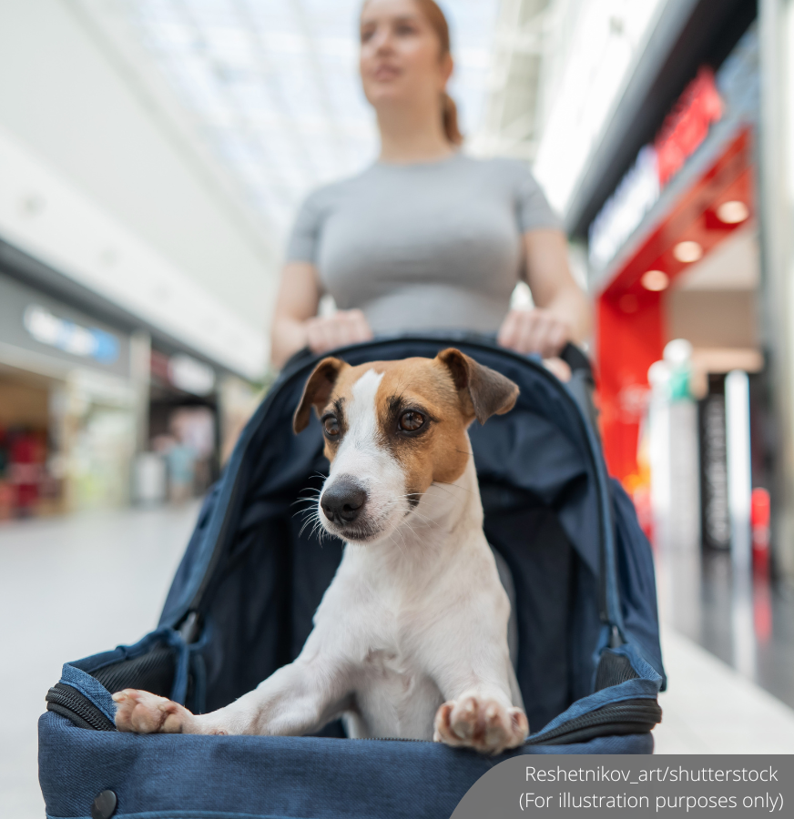 NewsBFM's tweet photo. Selangor exco Ng Suee Lim said there are no specific policies governing pets in shopping malls, contradicting earlier claims of a ban.

Ng said many malls still restrict pets due to food hygiene rules and that he has not issued orders to change pet-friendly policies, reports Media Selangor.

https://t.co/w5wMV58URp

🧵1