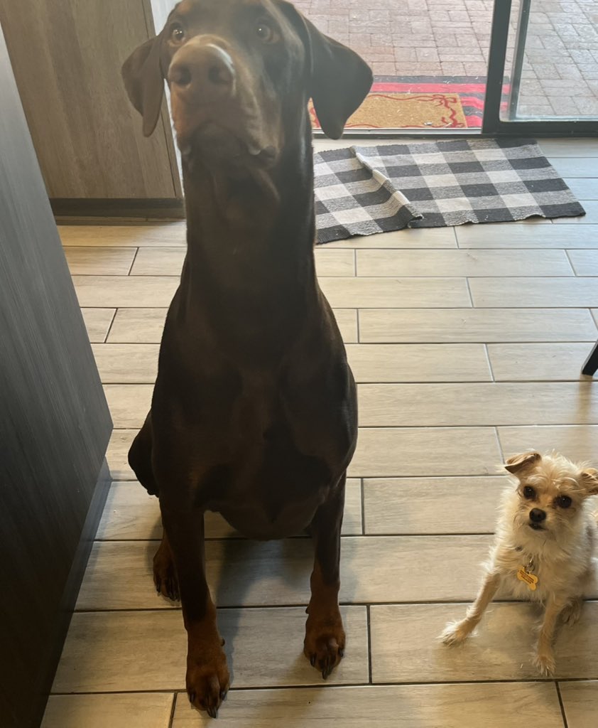 sundevilemily's tweet image. Clemson and Charlie pic of the day #phxkrugerdogs #chipoo #doberman #dogphotography #asupets @DogsPhx16964