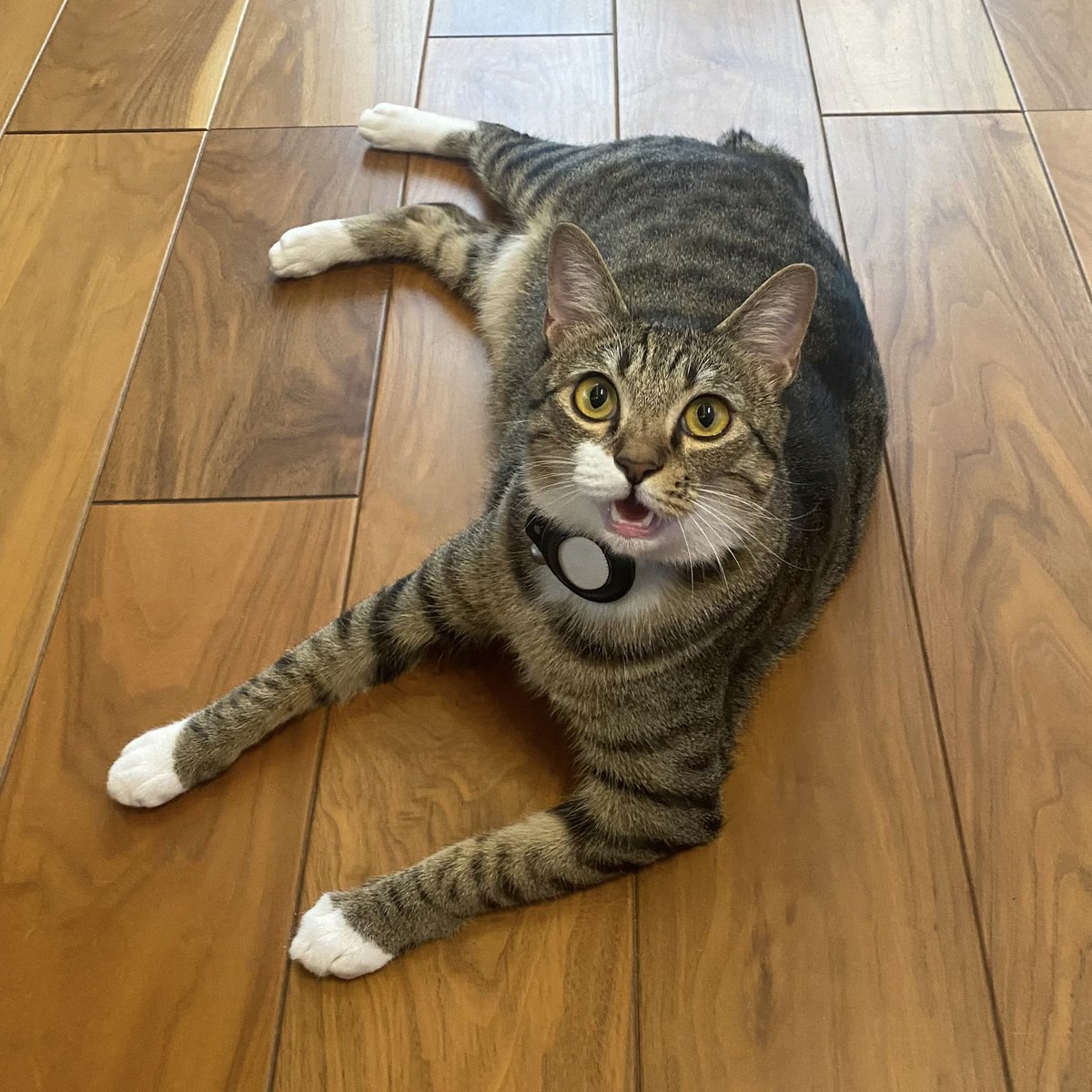 ツナクマ (@kuma_tuna) / Posts / X