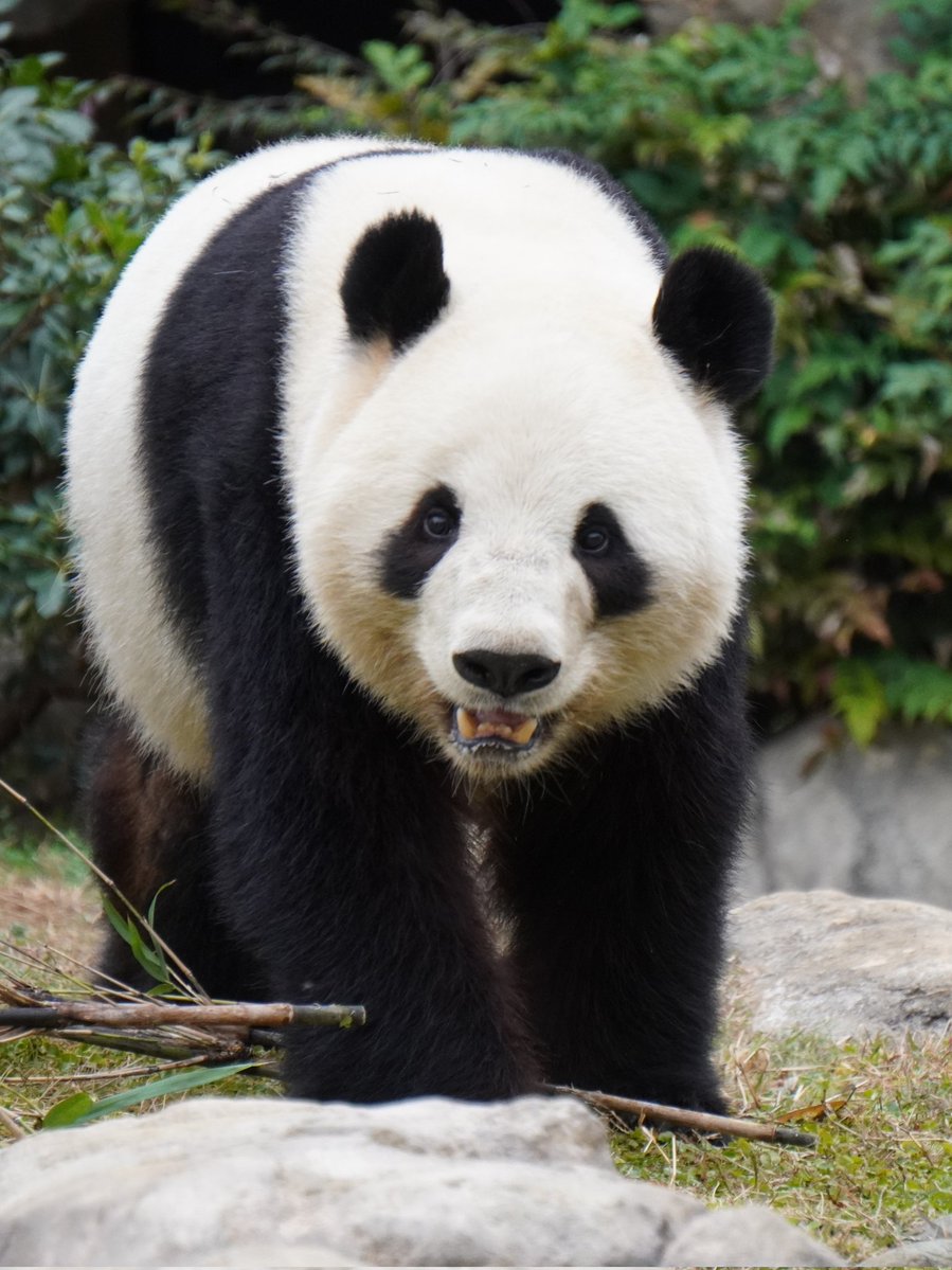 pandakopanda (@panda_kopannda_) / Posts / X