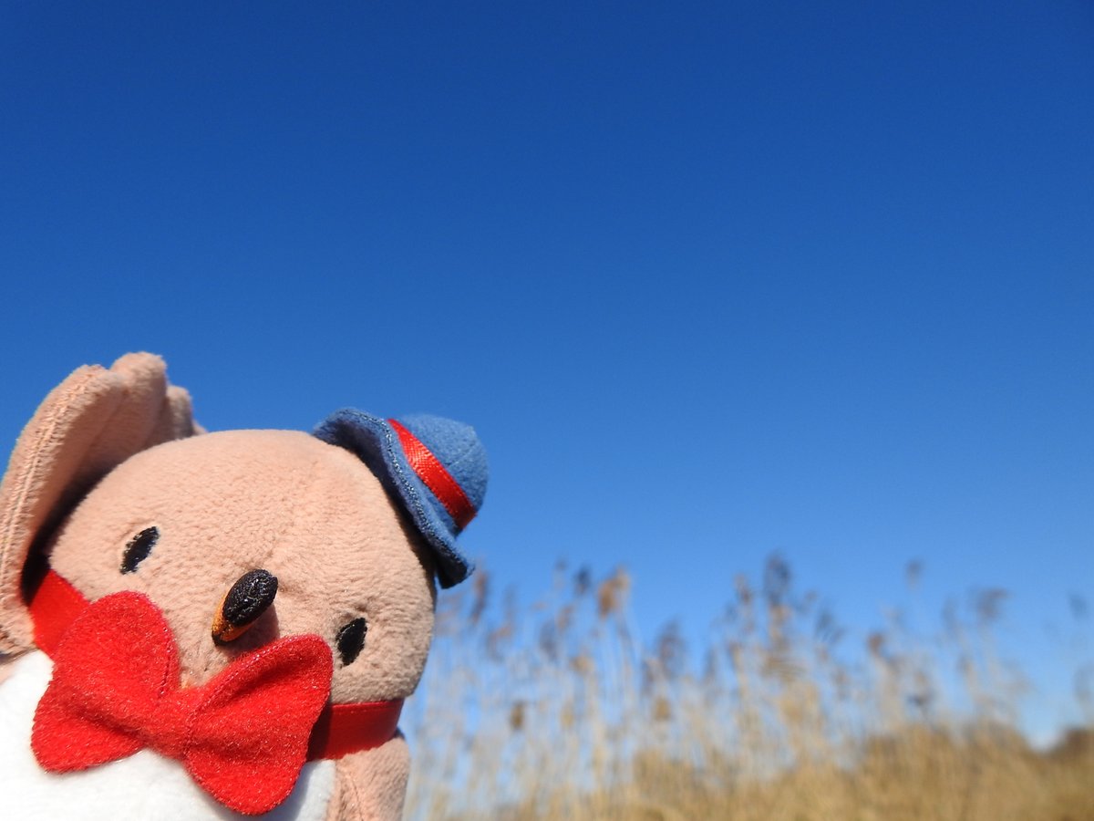 おはようクイ！
きょうの福島潟は青空☀️
太陽さんがあったかいクイ～

#クイクイ #福島潟