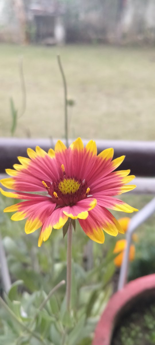 sunflowermuse_'s tweet photo. Saw it
Liked it
Clicked it..
#orangetwitter https://t.co/ei3gLR3Toz
