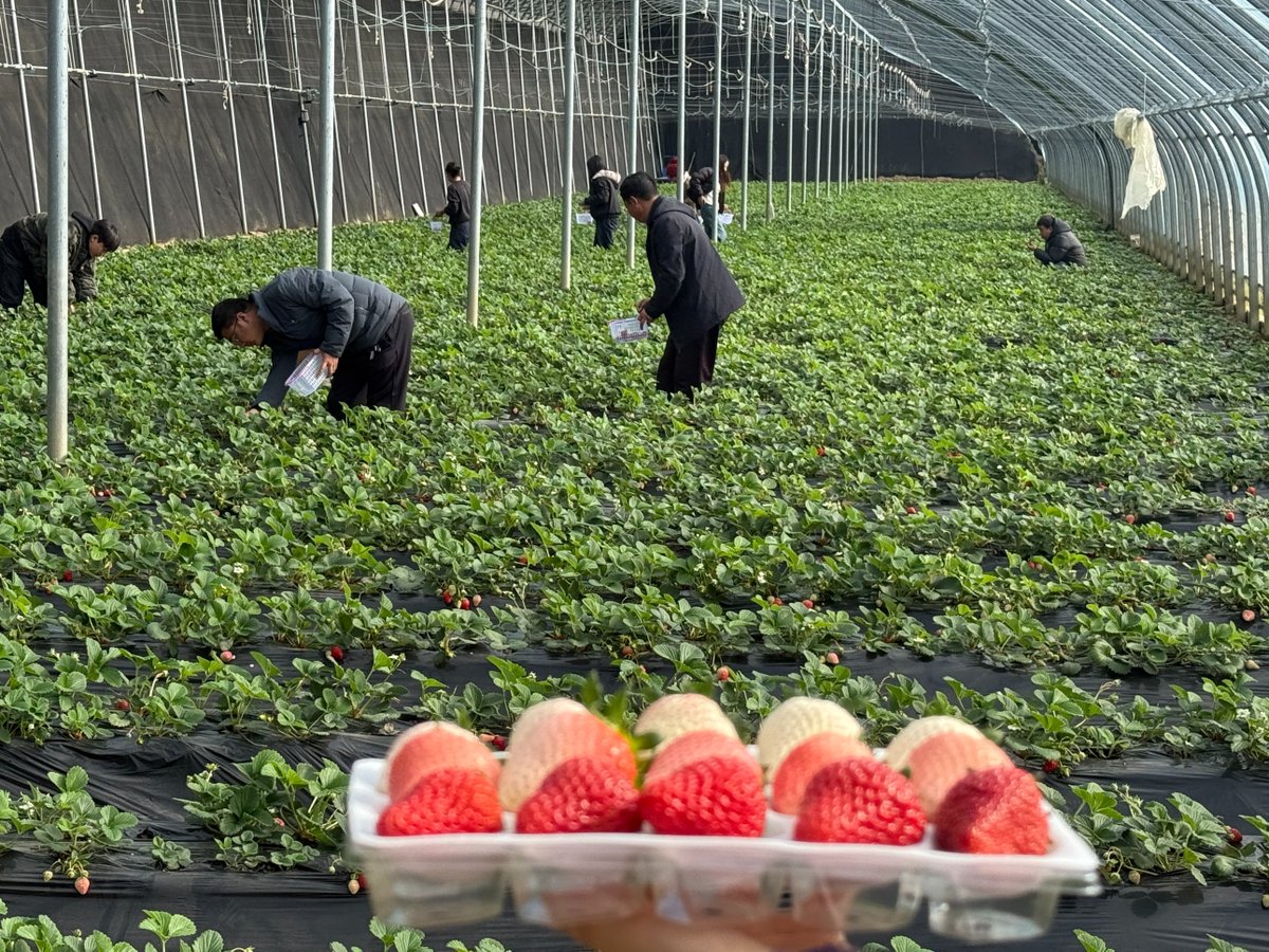 HiGansu's tweet image. 📸🍓Recently, #strawberries are already available in the sun-warmed greenhouses of Zhangjiachuan county, Tianshui city. Bright and crystal clear, the strawberries attract tourists who shuttle among them with fruit baskets in hands. #gansu #agriculteurs #fruits #farming