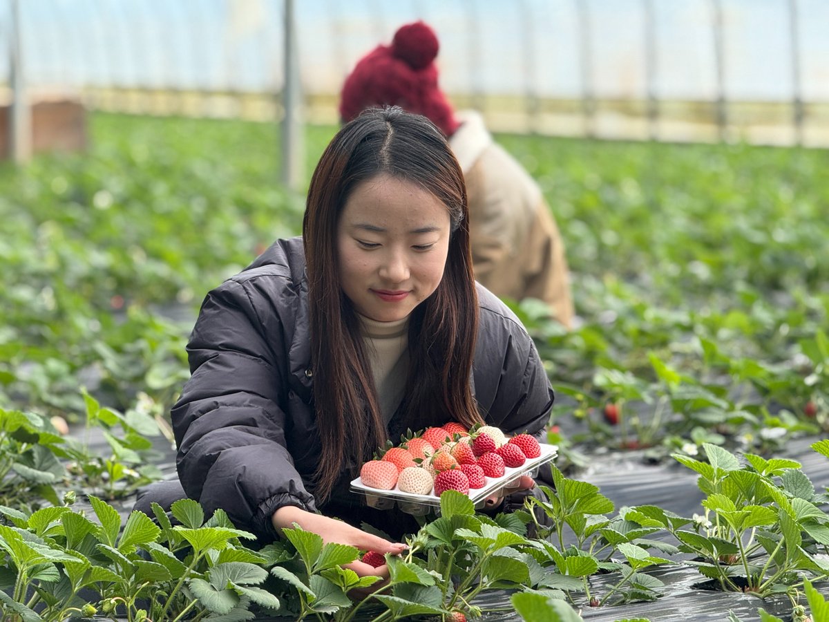 HiGansu's tweet image. 📸🍓Recently, #strawberries are already available in the sun-warmed greenhouses of Zhangjiachuan county, Tianshui city. Bright and crystal clear, the strawberries attract tourists who shuttle among them with fruit baskets in hands. #gansu #agriculteurs #fruits #farming