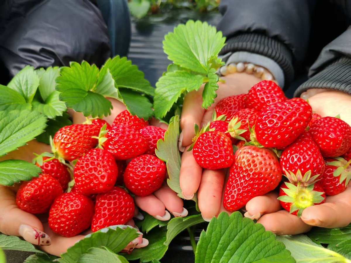 HiGansu's tweet image. 📸🍓Recently, #strawberries are already available in the sun-warmed greenhouses of Zhangjiachuan county, Tianshui city. Bright and crystal clear, the strawberries attract tourists who shuttle among them with fruit baskets in hands. #gansu #agriculteurs #fruits #farming