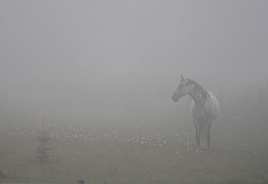 grimzone's tweet image. Ё-ёжи-и-ик!