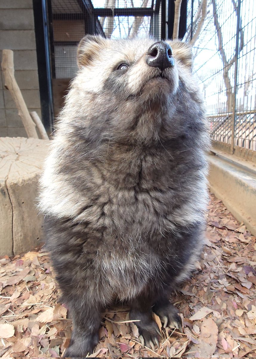 #ちょっと待ってくださいそれモフいです見た人もたぬ