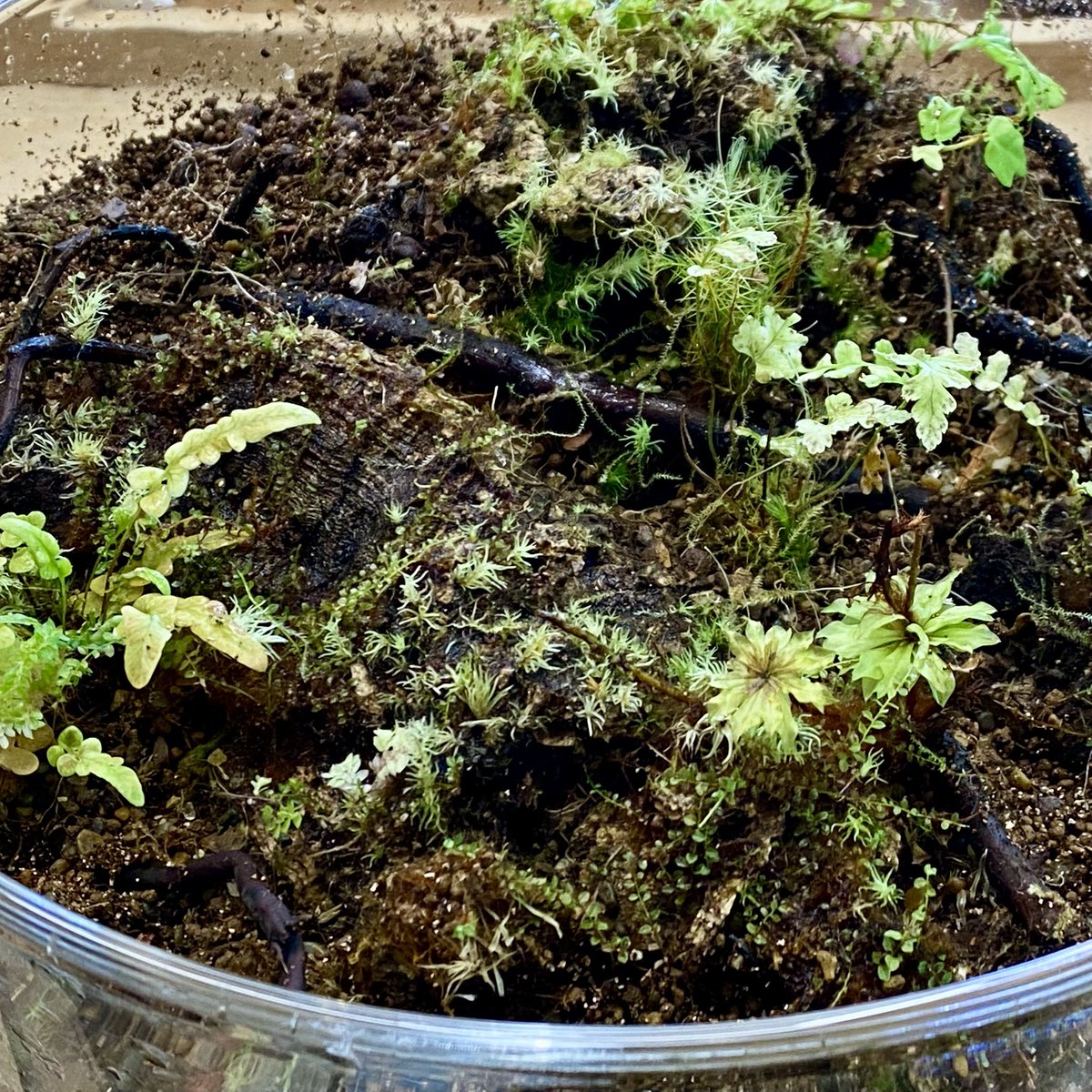 納品先の2年経ったテラリウムを引き上げたからちょっとだけメンテナンスするよ

ちょっとだけ………