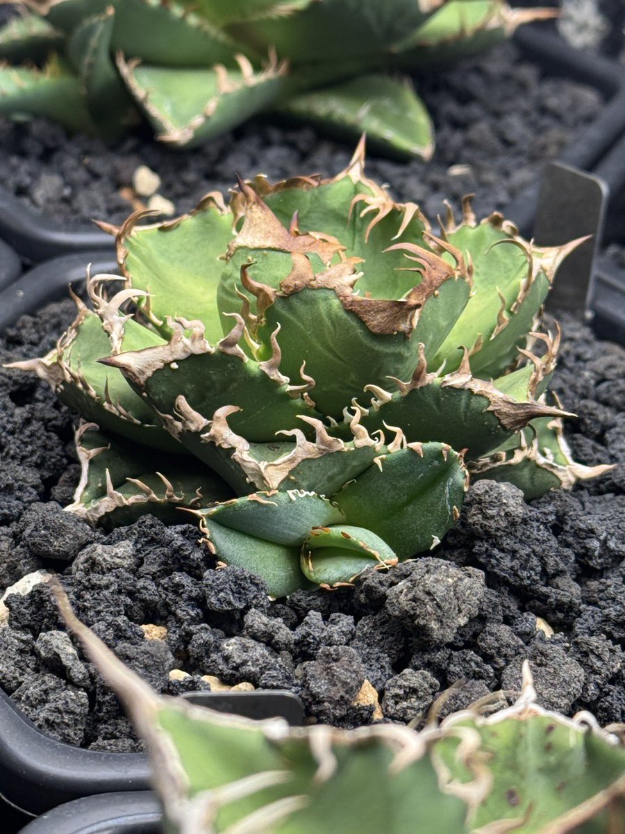 毒蛇 子株 販売中( ˙꒳​˙ ) お気軽にDMください🙇‍♀️ #アガベ