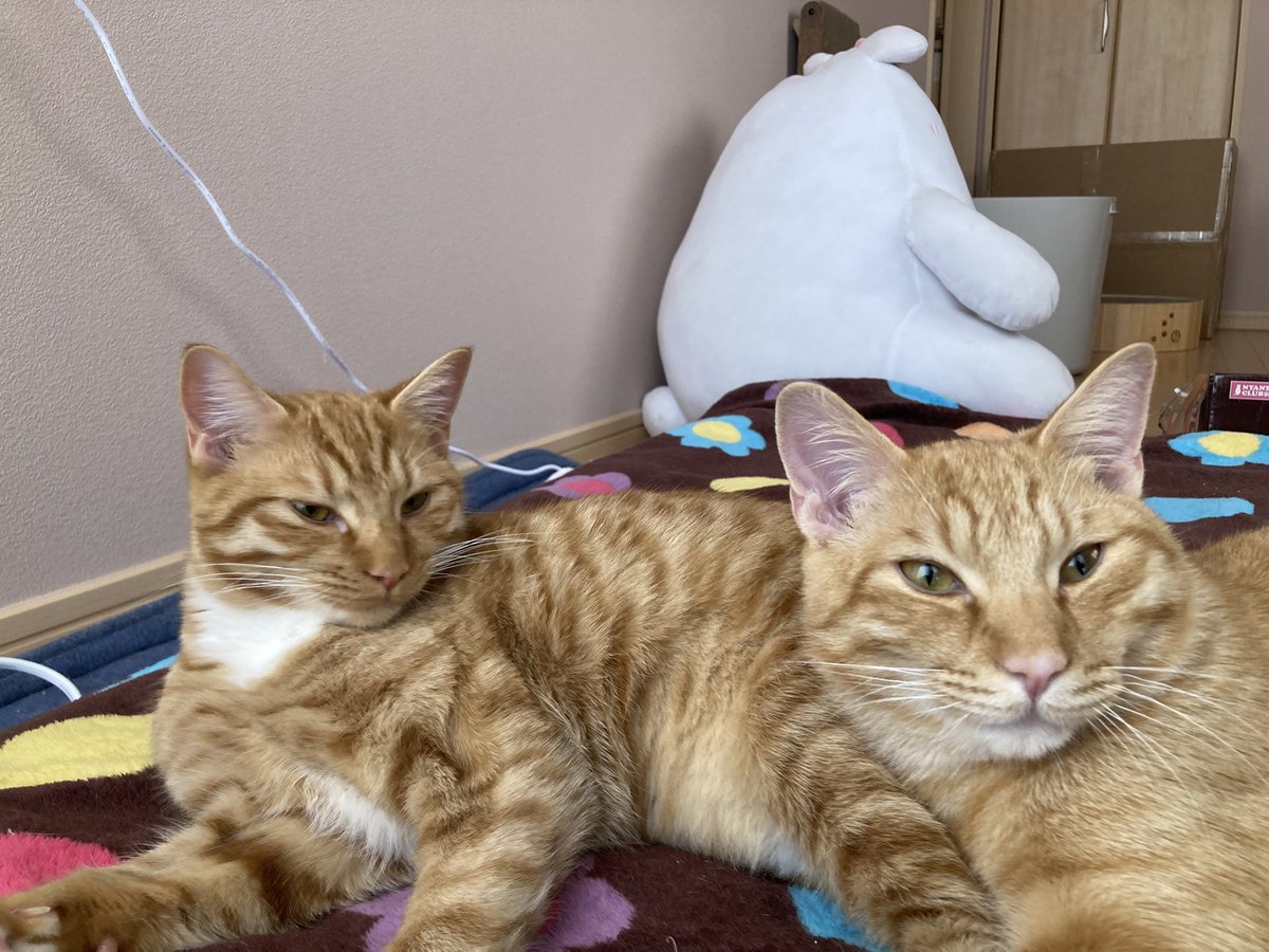 茶々丸様 21sMOOi38gL._AC_UF350,