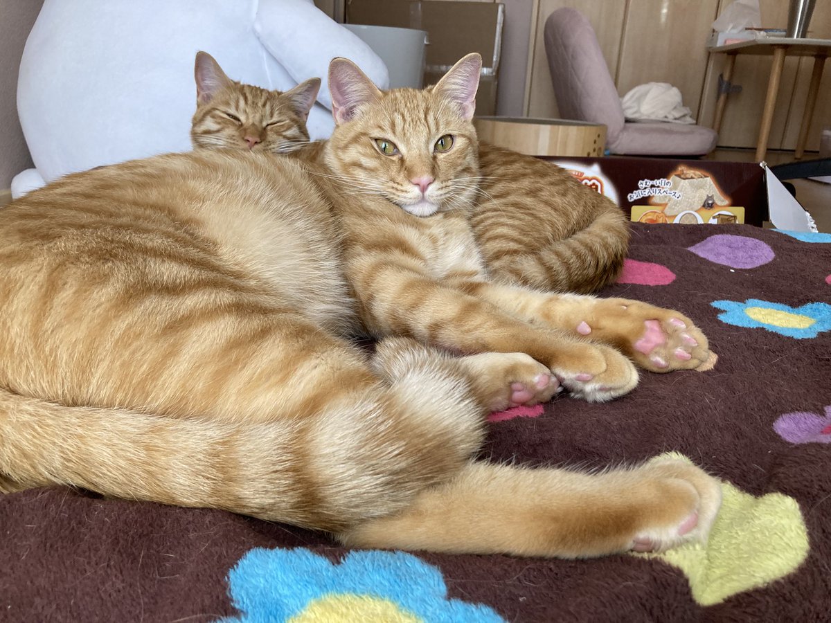 Post by 茶々丸๑꒰ ·̭ ꒱๑ on X: ふーむ、かわいい