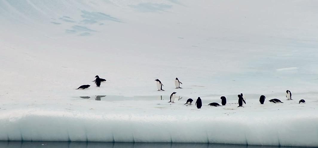 sofisall's tweet image. Imágenes maravillosas tomadas con dron desde la Base Artigas. En la última foto se puede ver el tamaño del iceberg comparado con los pingüinos, la Antártida nos sorprende todos los días!
Créditos para Andrea Neris y Victoria Fernández.