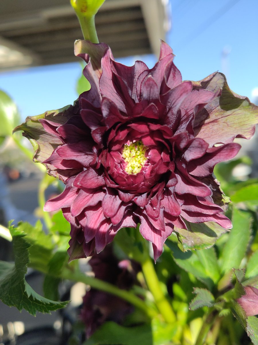 ガーデンセンター新田店 】 ☆ ＃クリスマスローズ の入荷情報☆ #広瀬