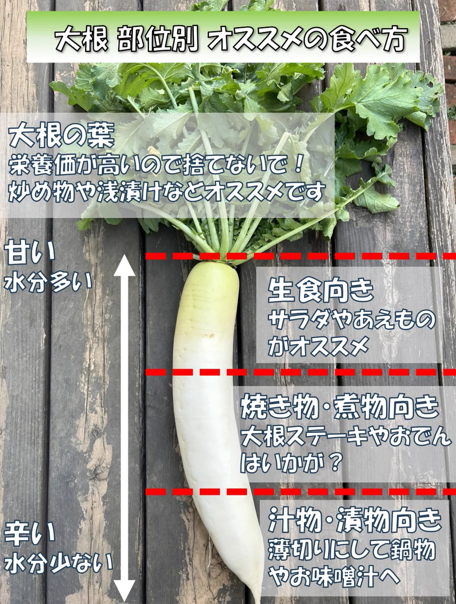 大根 栄養 ない