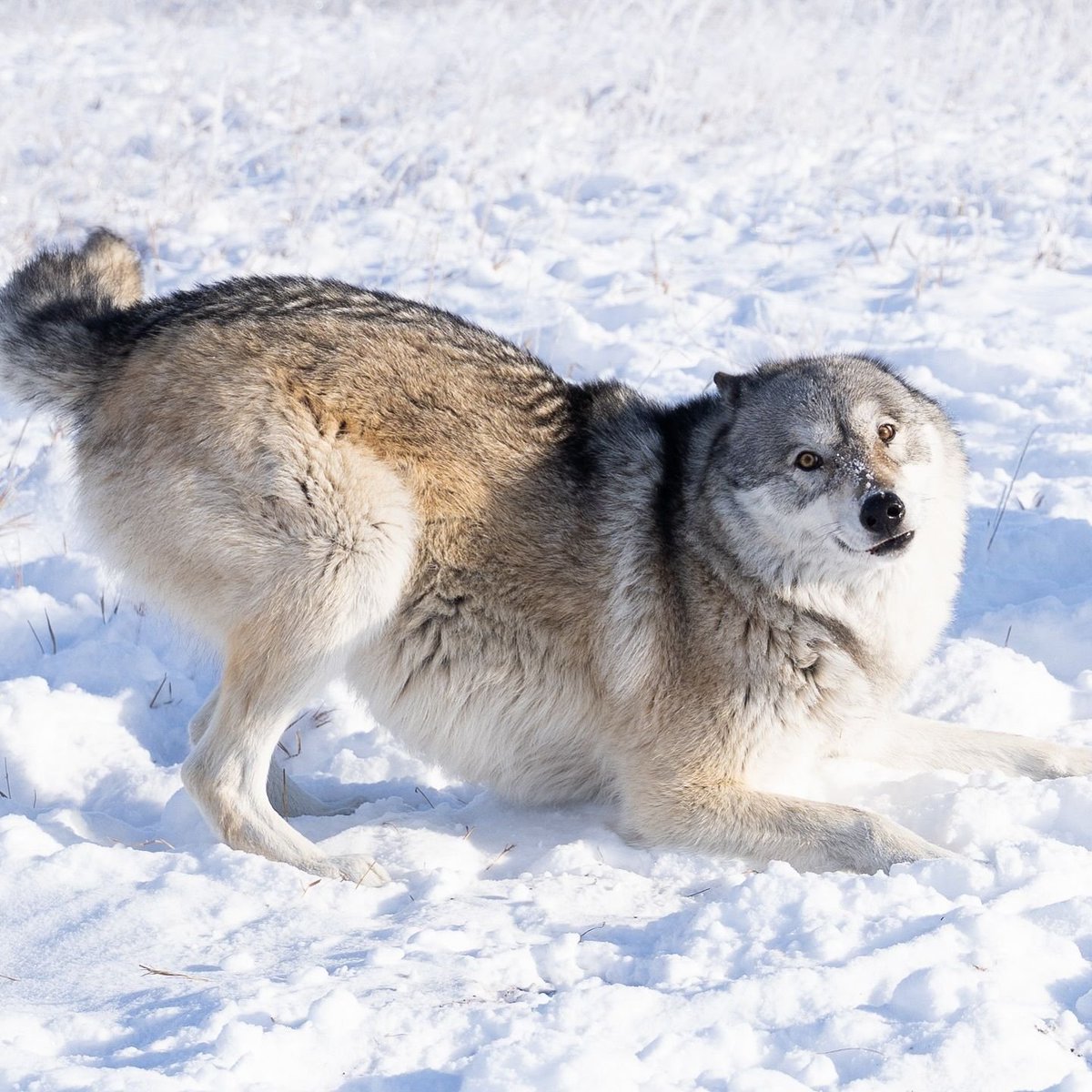 coywolfs's tweet image. hallo world 🌎