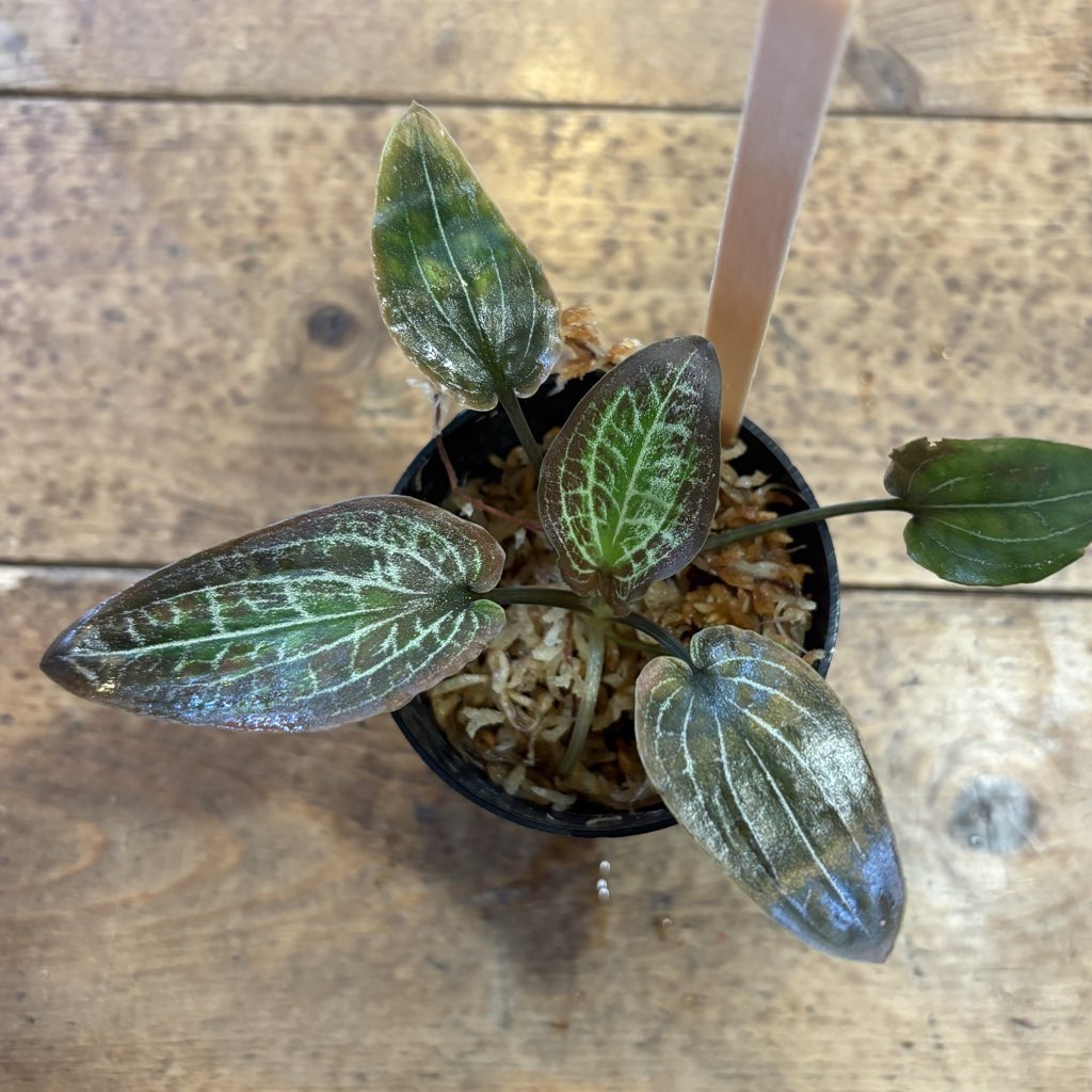 ジャングルプランツ with LA シリーズ入荷しました。 クリプトコリネ