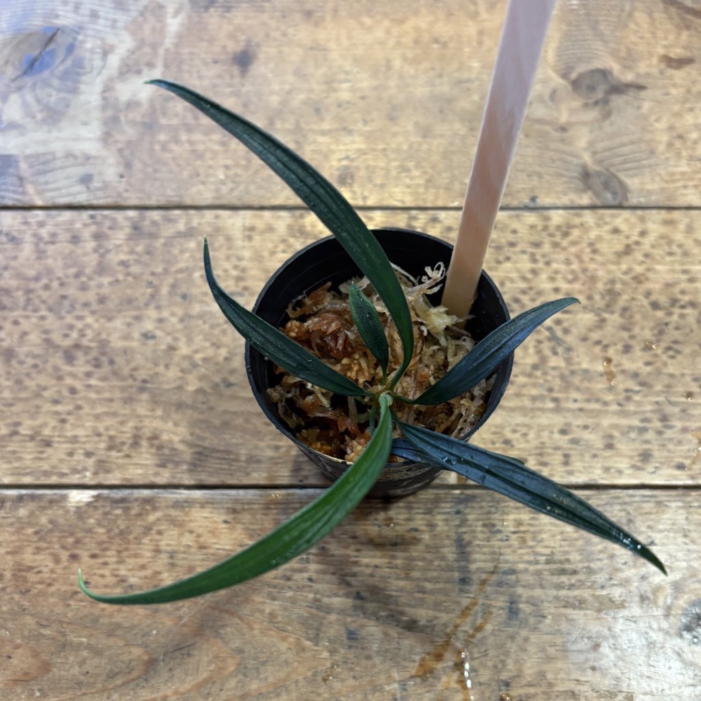 ジャングルプランツ with LA シリーズ入荷しました。 クリプトコリネ