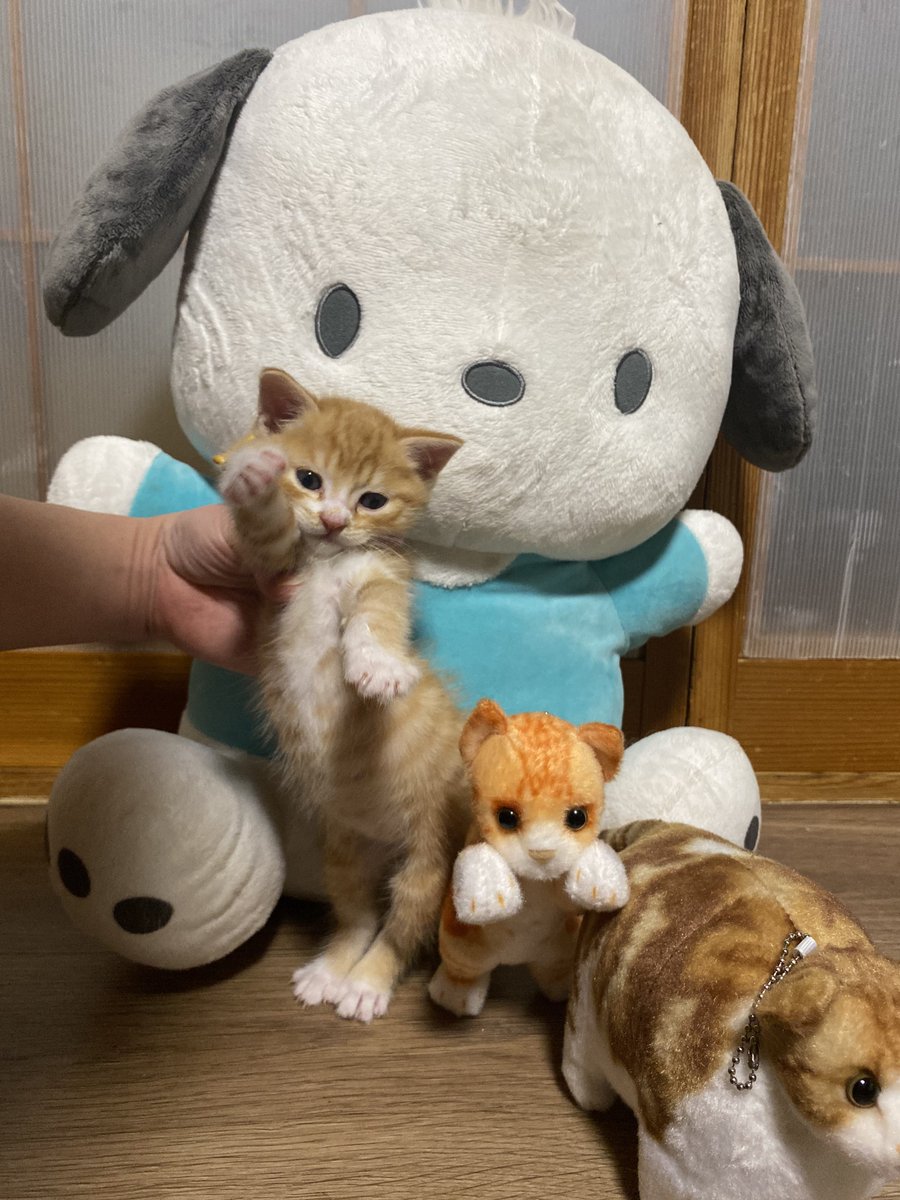 nekomiya🐈 (@amerika10mi) / Posts / X