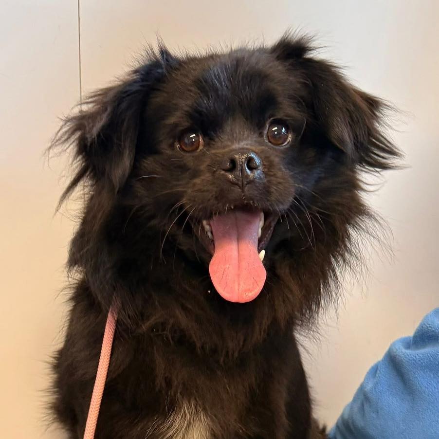 Please retweet, HELP  | Can you help #Hereford and #Worcester Animal Rescue find a home for Barnaby🐶
Barnaby - Mixed breed - Approximately 12 - 18 months.
Handsome Barnaby is an unclaimed stray, no, we have no idea how either!
On arrival, he was incredibly scared, very matted