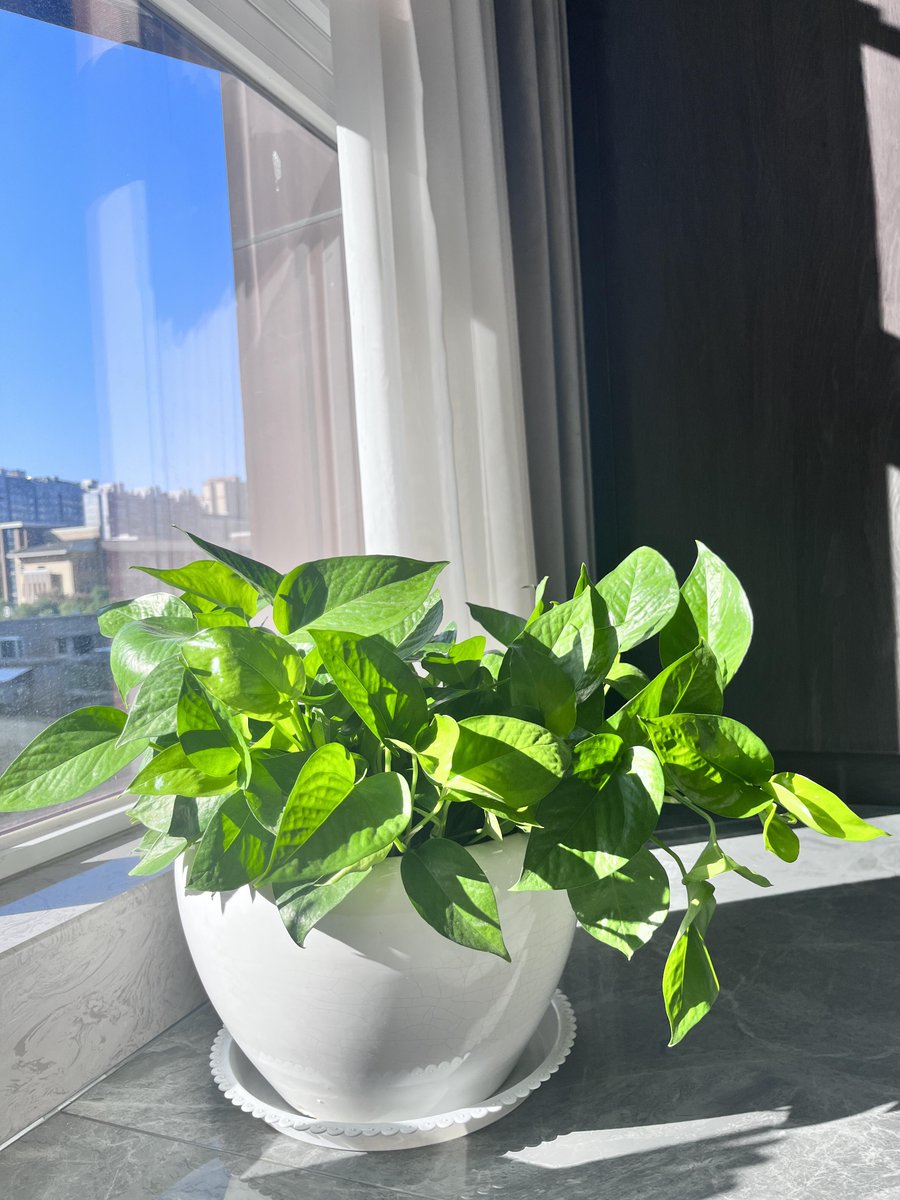 Coda_Graph's tweet image. 冬の暖かい太陽のおかげかな。ポトスの力強い生命力に、改めて驚かされました✨