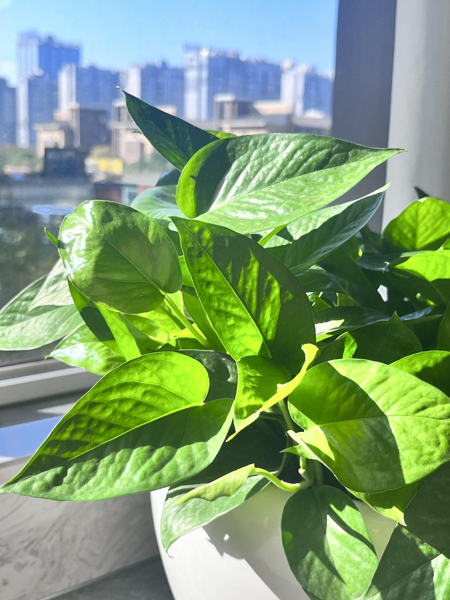 Coda_Graph's tweet image. 冬の暖かい太陽のおかげかな。ポトスの力強い生命力に、改めて驚かされました✨