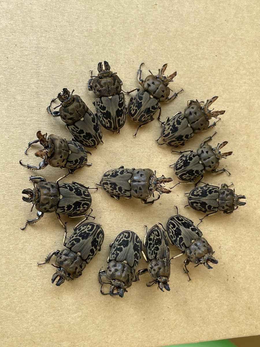 昆虫ショップ ちいさなクワガタ屋 (@tiikuwagata) / Posts / X