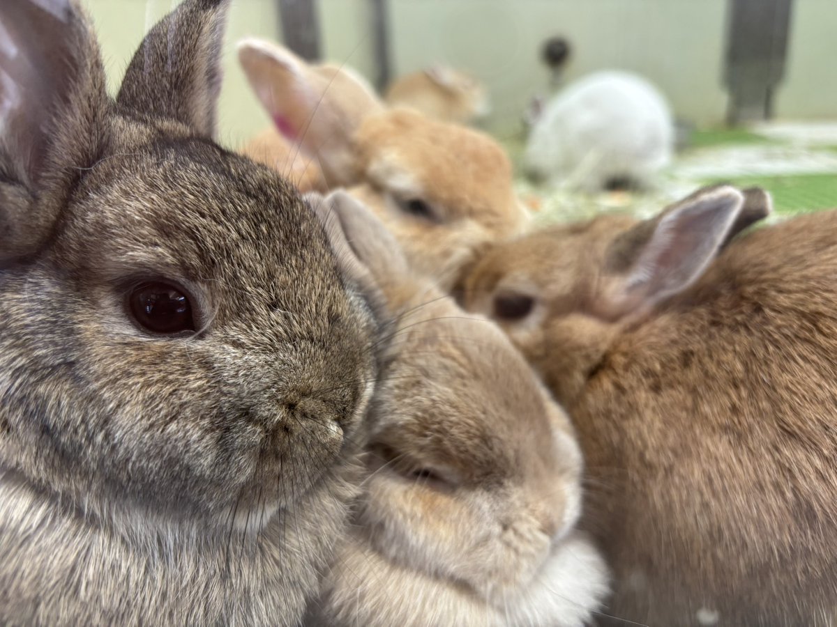 もふもふうさぎたち💕 #ネザーランドドワーフ #みずき #ノア #クレール