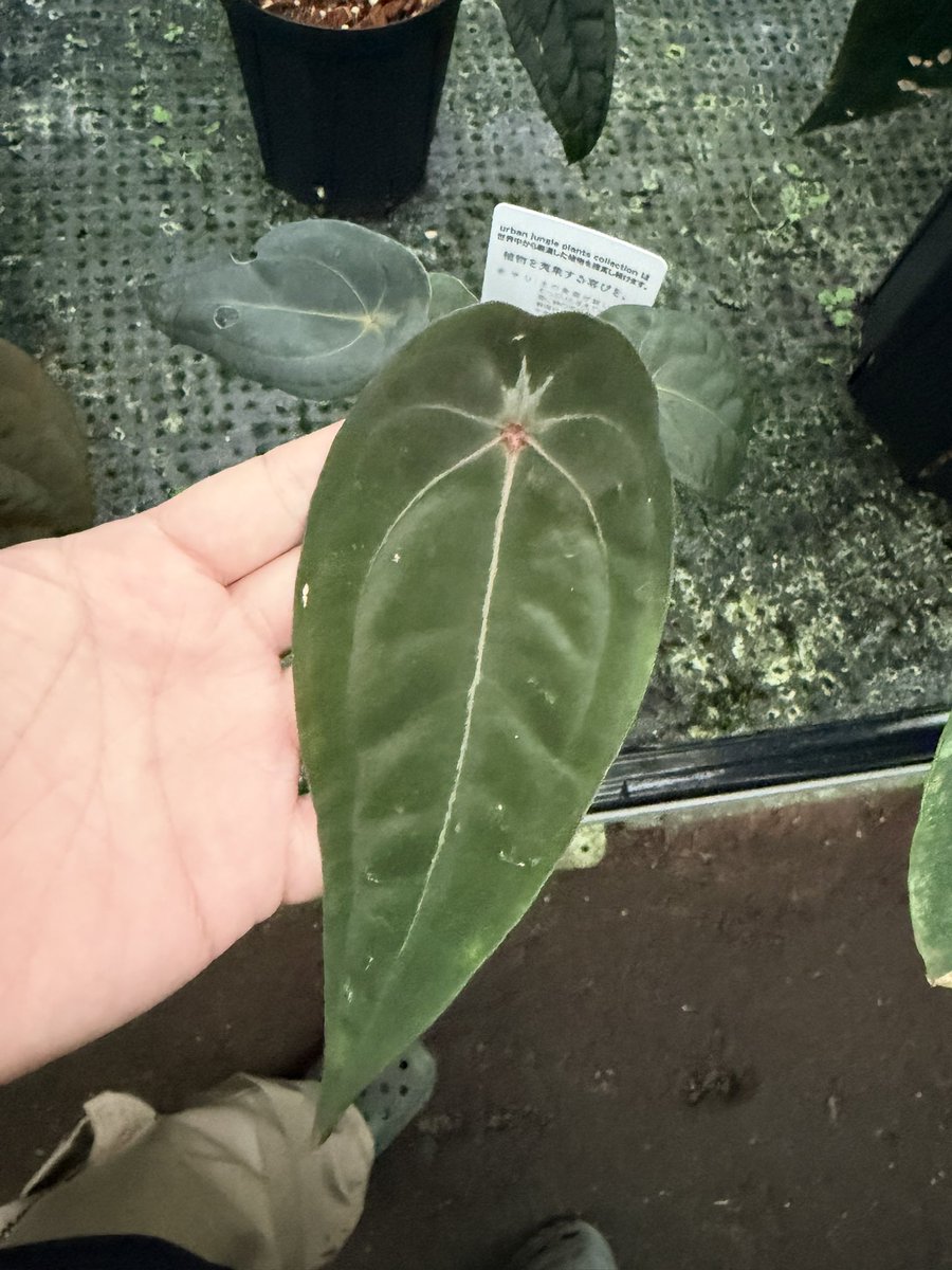 匠 (@takumi_plants) / Posts / X