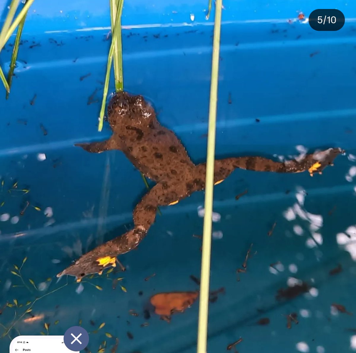 FrogThePlanet's tweet photo. @UrsulaDusolt Wir konnten die Becken gar nicht mehr vergraben resp. verdecken im sie etwas vor der Sonne (UV Strahlung) zu schützen, weil sie schon voller Leben waren. Aber die Ecken konnte immerhin mit Steinen gemacht werden und auf den Seiten wurde unkompliziert etwas aufgeschüttet. https://t.co/sCHyPwGeid