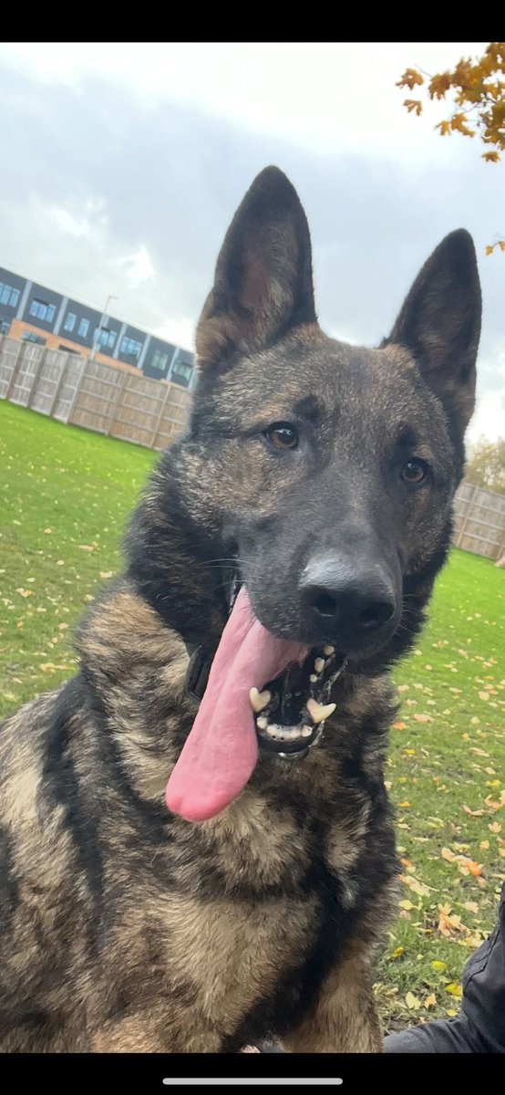 GMP Tactical Dog Unit tweet media