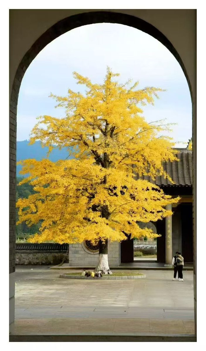Will_wang9527's tweet photo. 千年古寺，金色银杏！ https://t.co/Odqdp4cgps