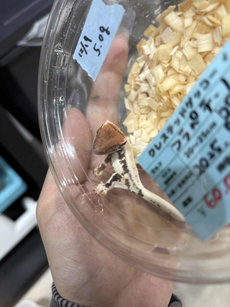 綺麗すぎてウットリ🥹🥹🥹

 #クレスフェス
#YuRiKe 🦎 #YuRiKeTHEGALLERY🐍