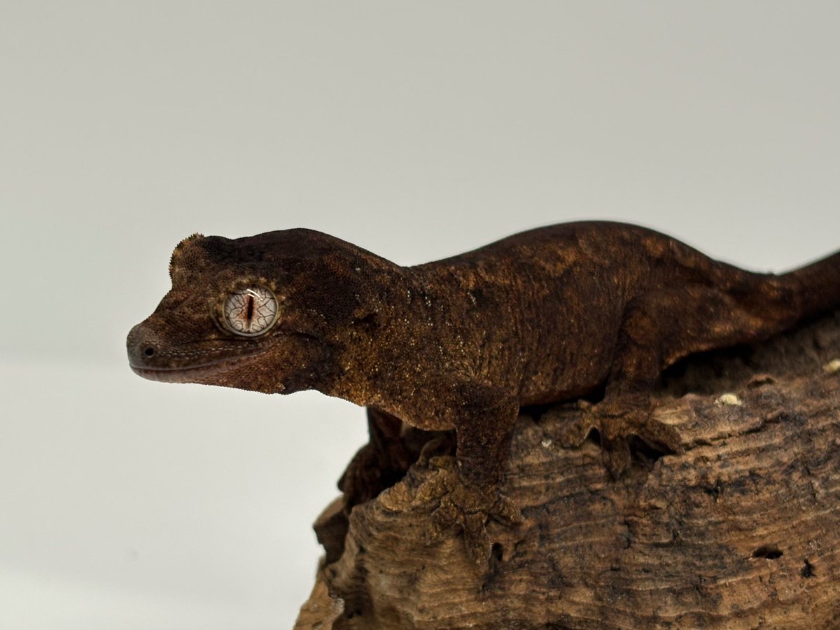 #チャホアミカドヤモリ 

“パイン” 

この子他の子に比べてダーク味が強いです✨️

 #マモノミカドヤモリ 
 #クレスフェス