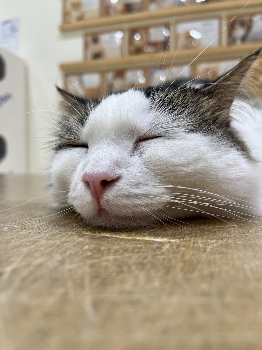 Cat Twitter Community on X - 73.9K Members