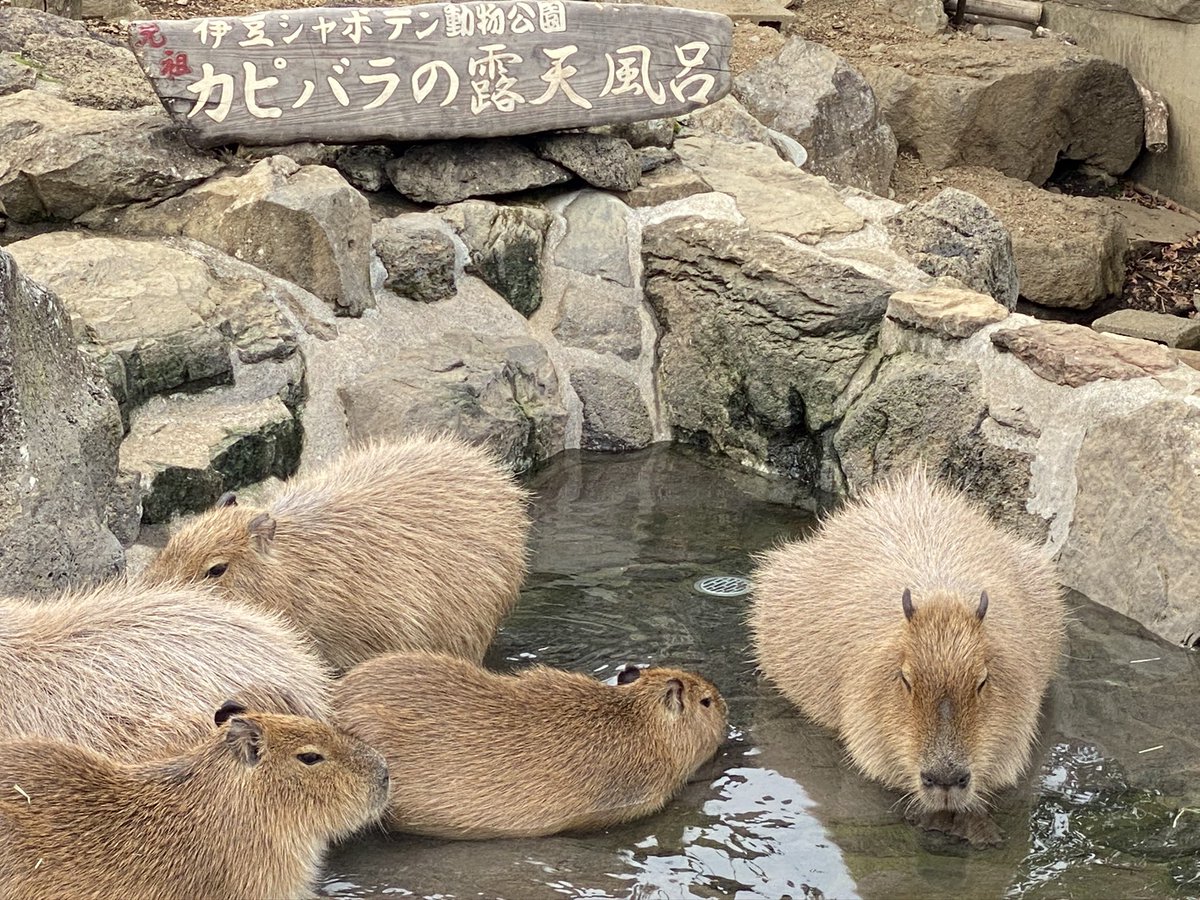 nakabezui's tweet image. 伊豆はまかせて！！！！
大好きすぎて紹介しなかった秘蔵っ子！引用元は片瀬白田の燦！
元祖カピバラの露天風呂！伊豆シャボテン動物公園！
自然の入江がそのまま水族館に！
下田海中水族館！
ライオンいませんキリンもいませんヘビカメカエル！
IZOO!

 #静岡の魅力だよらでんちゃん