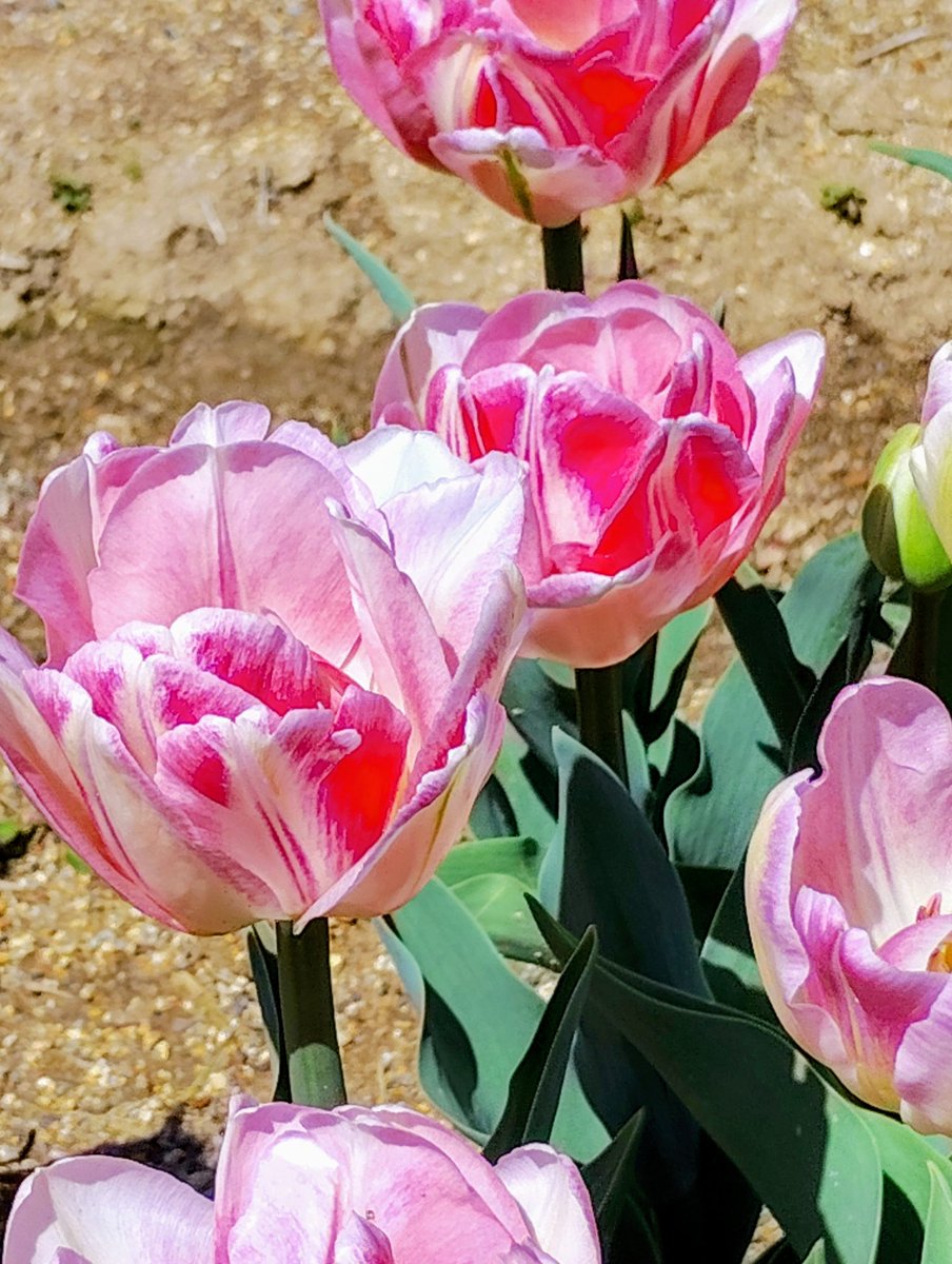 チューリップも変わった種類が出ていたなあ😆❤️👍