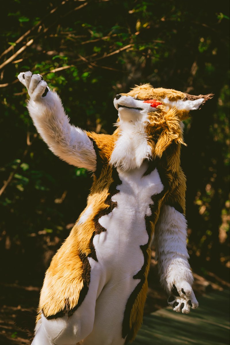 「Feeling the wind,warmth of sunlight,
and the moments with you.🌅」
Feat .鬼灯
#FursuitFriday #Fursuit