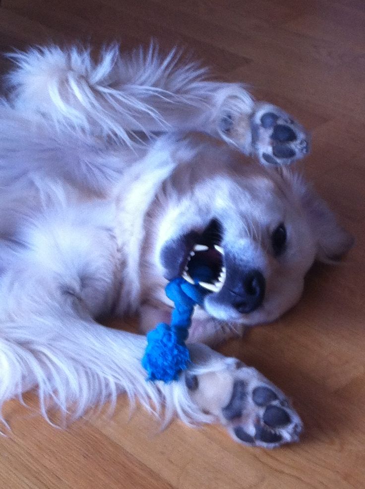 tkvoidtouch's tweet image. Después de pensarlo mucho, decidí adoptar un cachorrito. Me preguntaba si había hecho lo correcto, si estaba listo para cuidar de alguien mas. Mis dudas se desvanecieron cuando llegue a casa y me lo encontre así.