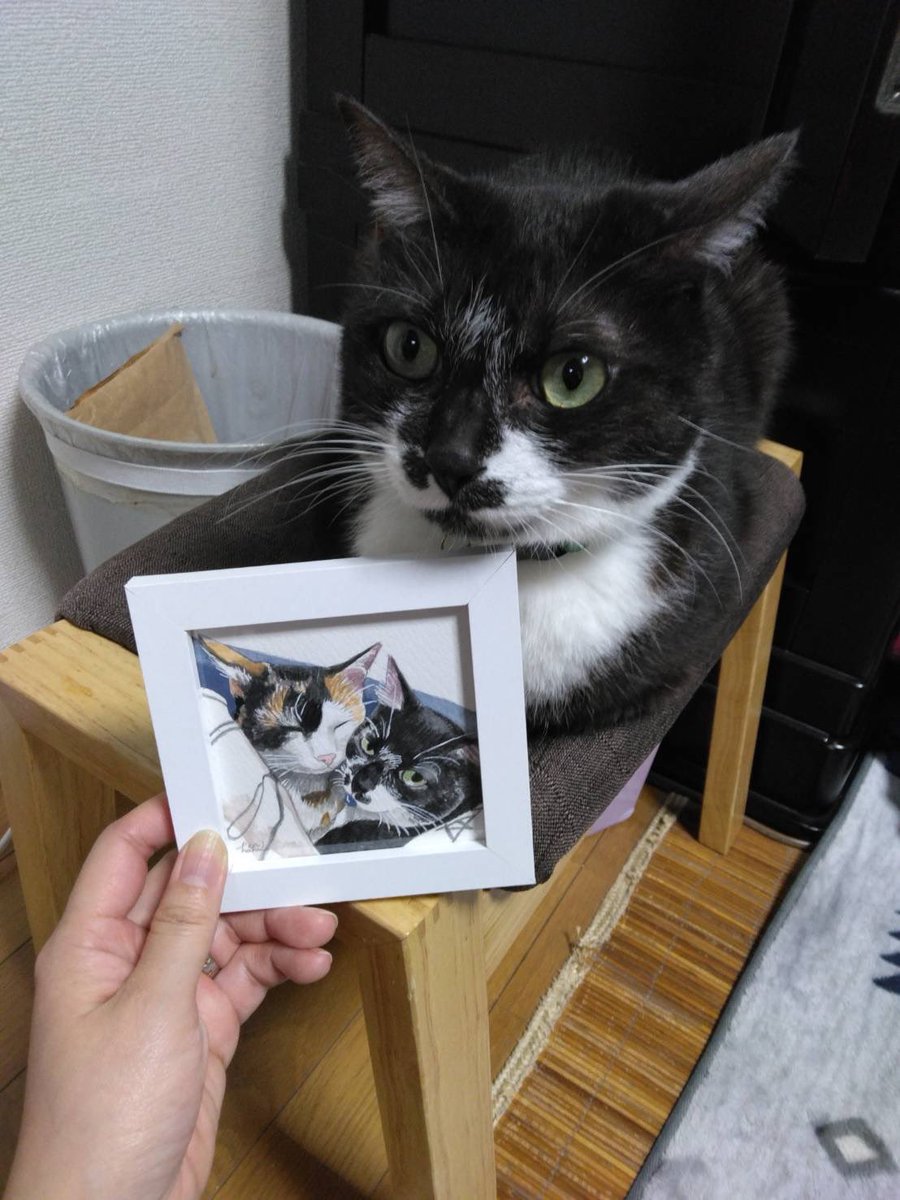 幸せのご紹介をいただきました🥰 にゃんとも美しあんずさん＆キリッと