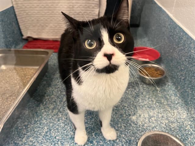 PetfindToronto's tweet image. #NEILSON #TAPSCOTT  Pls RT2unite #FOUND #CAT- 16-Dec-25 #Toronto Animal Services A1024290 #EAST 416-338-7539 BLACK WHT DSH F/2Yr