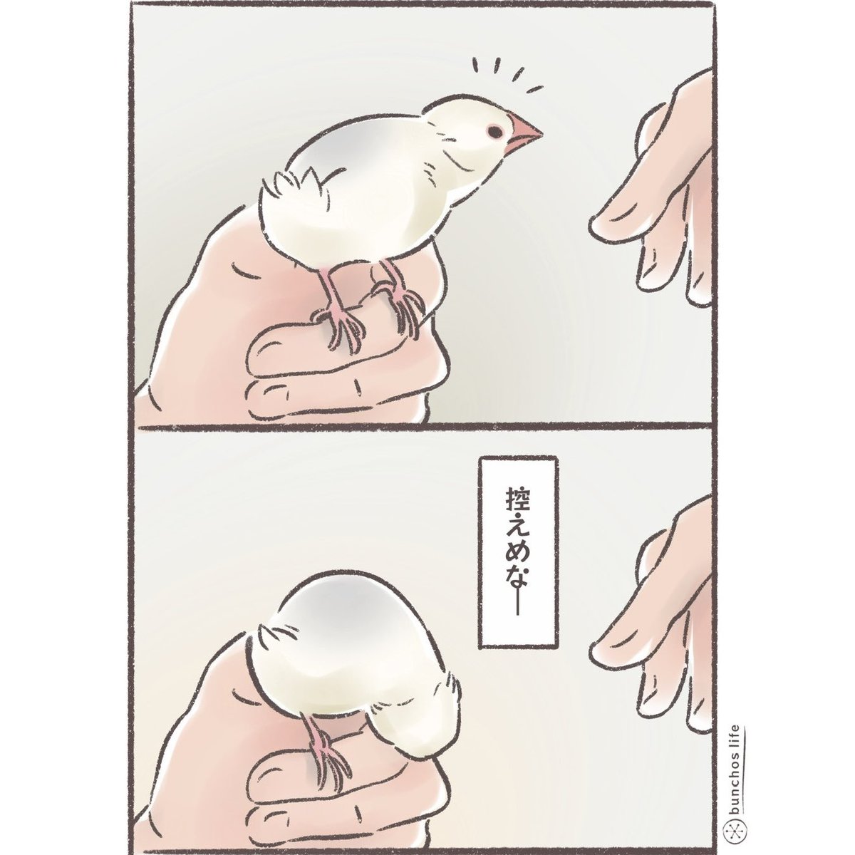 控えめ過ぎてたまに見落とす
#文鳥 
#4コマ漫画 

※2026カレンダー販売中!
詳しくは固定ポストをご参照ください✨ 