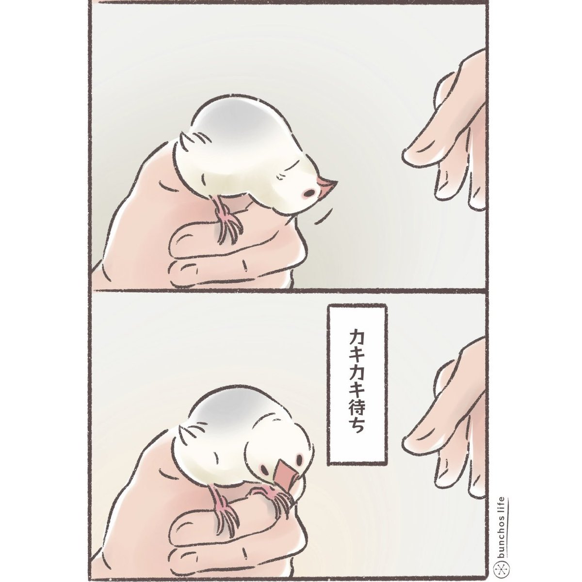 控えめ過ぎてたまに見落とす
#文鳥 
#4コマ漫画 

※2026カレンダー販売中!
詳しくは固定ポストをご参照ください✨ 