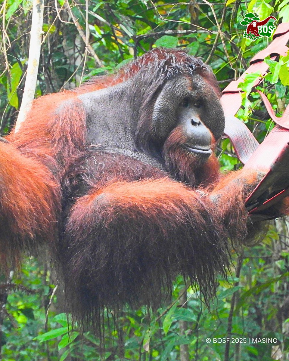 BOS Foundation tweet media