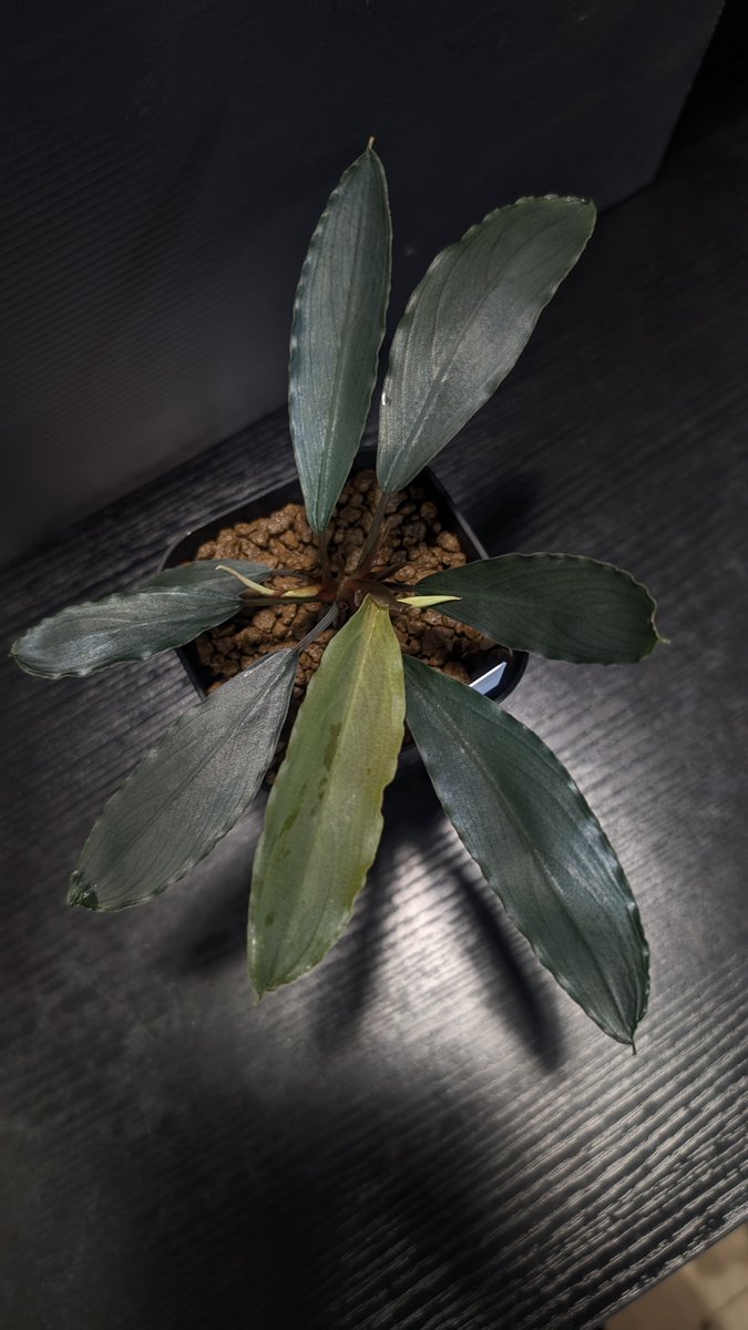 ありゅーあ (@sa_allure3838) / Posts / X