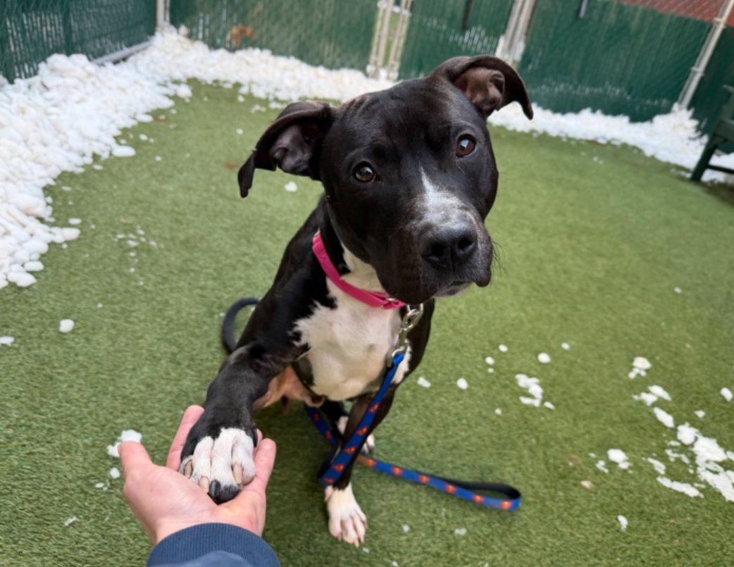 notthesameone2's tweet image. Midnight Oreo was named Clifford last time he was at ACC in Nov: