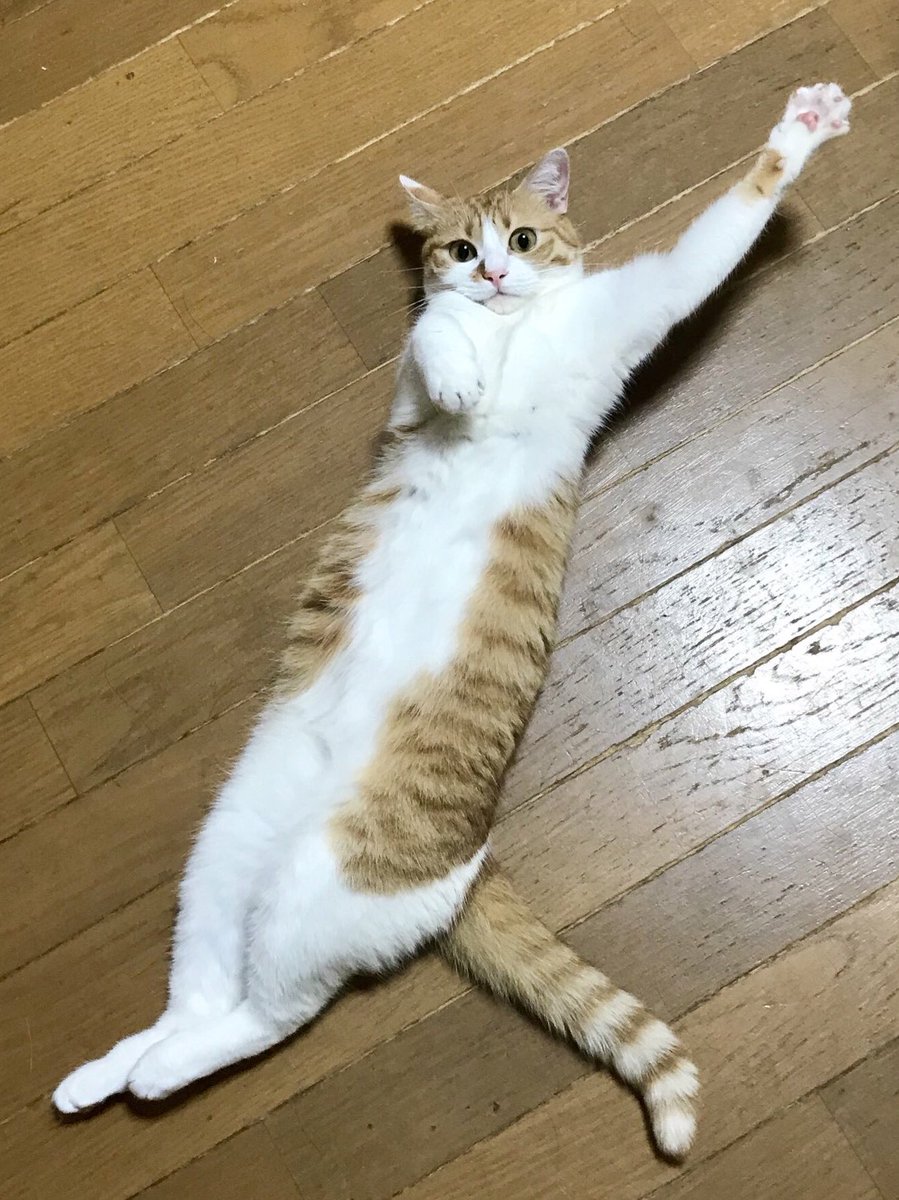 ♦️フォロワー様5000名様突破セール♦️ ♦️10/14終了‼️ 🌙 チロチャオ✨ (@va78p6bma) / Posts / X