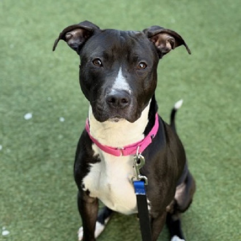 notthesameone2's tweet image. Midnight Oreo was named Clifford last time he was at ACC in Nov: