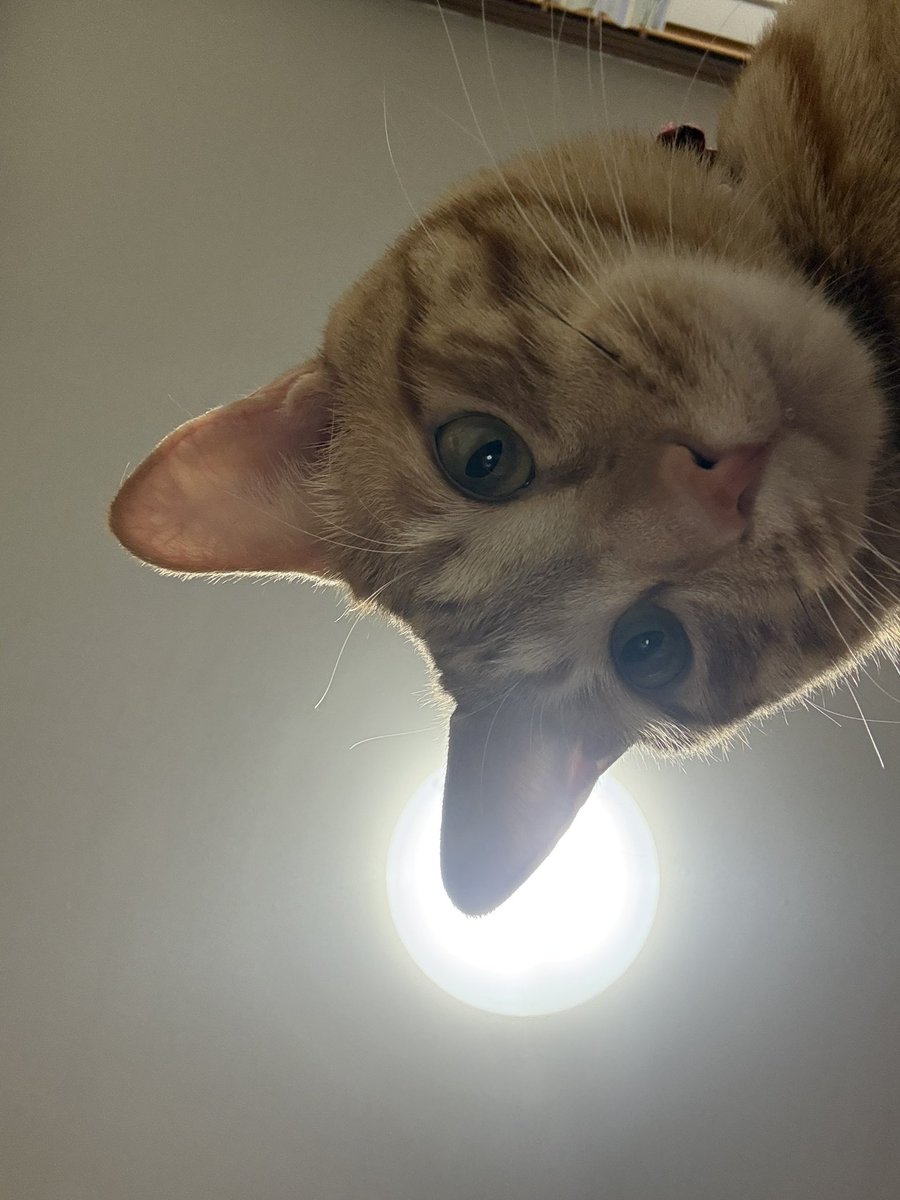 我が家のねこも混ぜてもらいます🐱