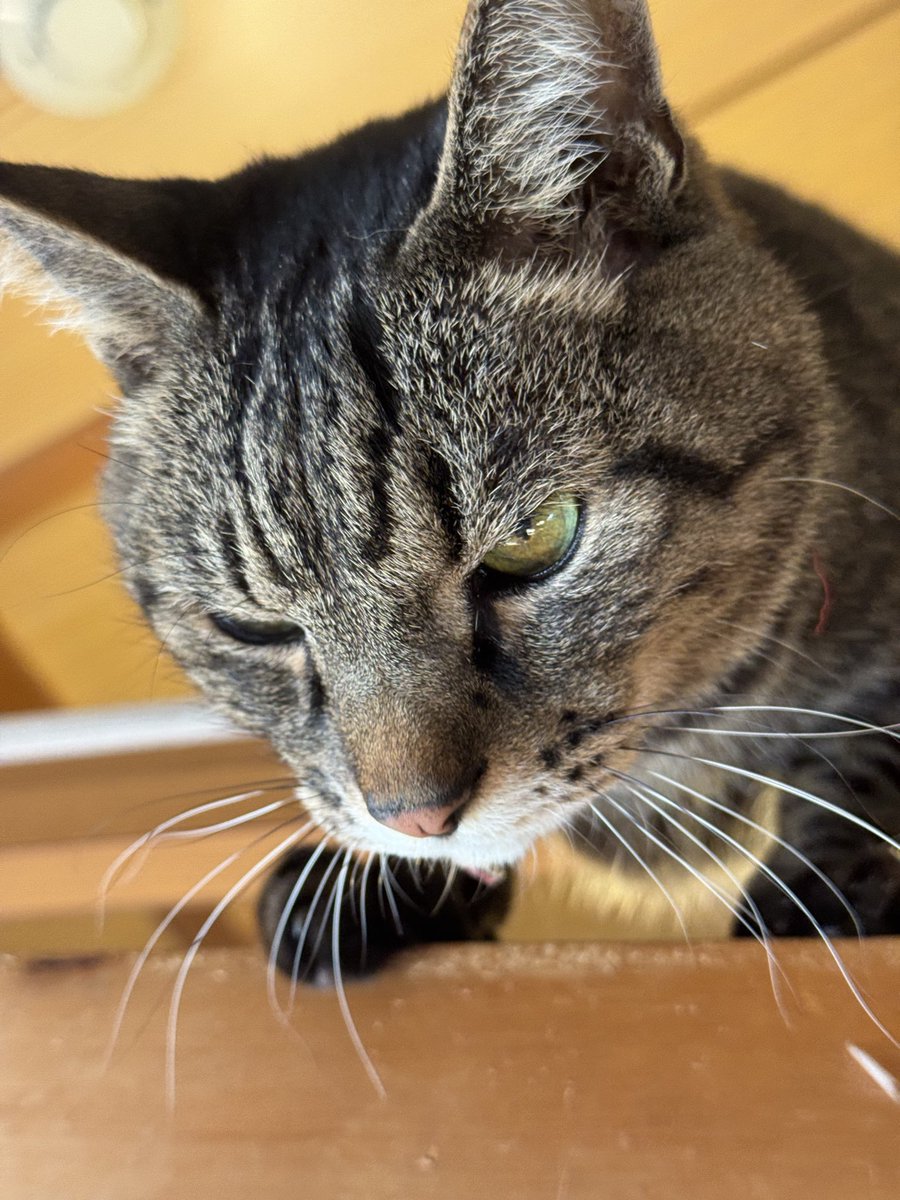 Post by motohiko sakaguti on X: ネコ🐱