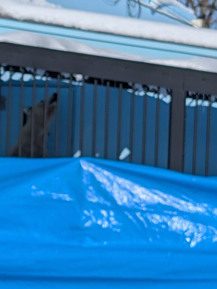 ひょっこりはん🐻‍❄️
光、雪反射でよく見えないまま写してます😅
#釧路市動物園 
#ホッキョクグマ 
#マルル